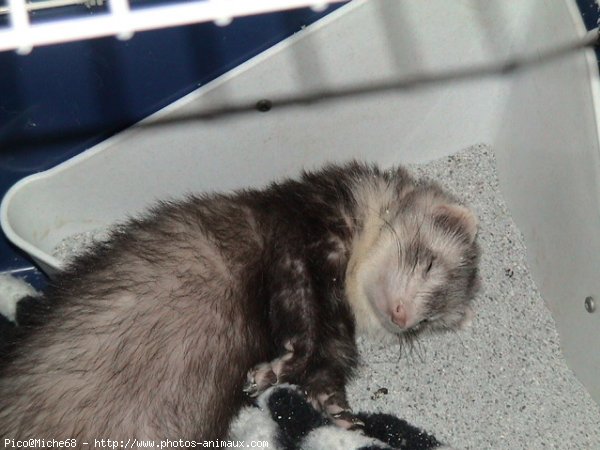 Photo de Furet