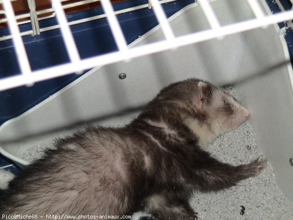 Photo de Furet