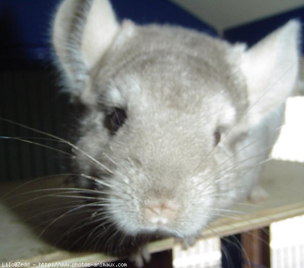 Photo de Chinchilla