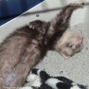 Photo de Furet