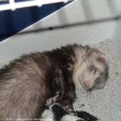 Photo de Furet