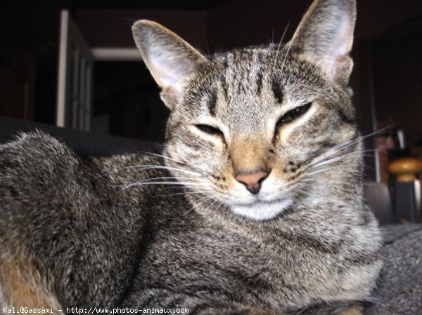 Photo d'Ocicat