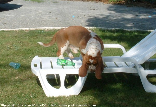 Photo de Basset hound