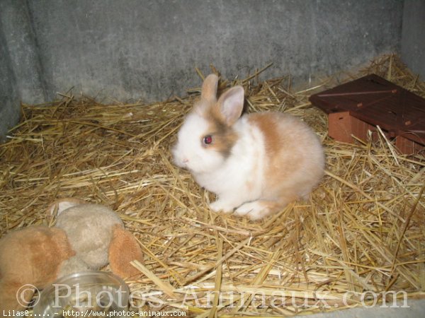 Photo de Lapin