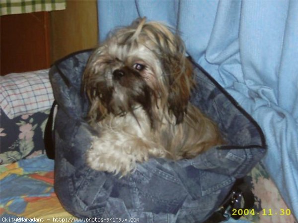 Photo de Shih tzu