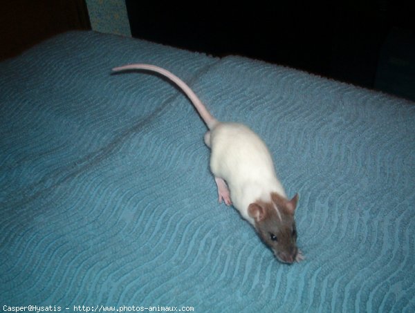 Photo de Rat