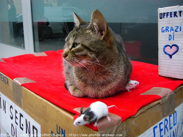 Photo de Chat domestique