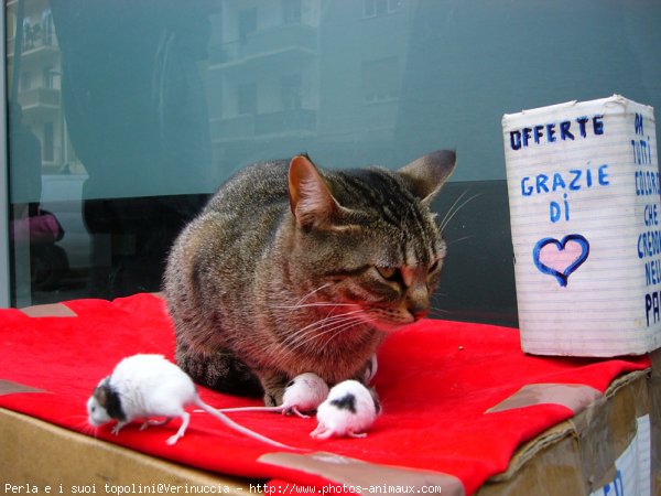 Photo de Chat domestique