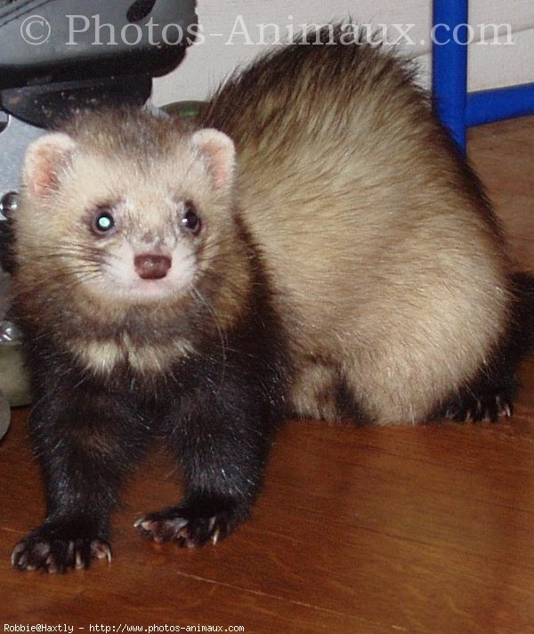 Photo de Furet