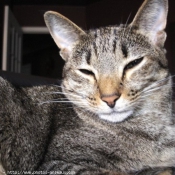 Photo d'Ocicat