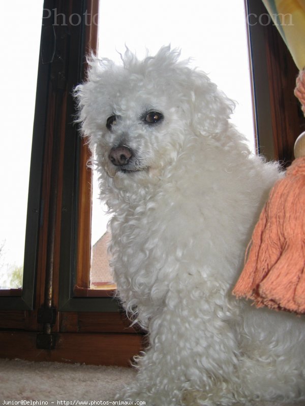 Photo de Bichon  poil fris