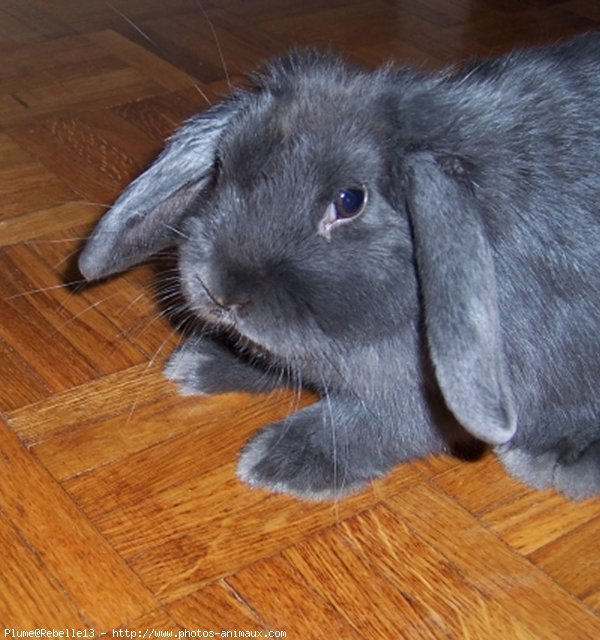 Photo de Lapin