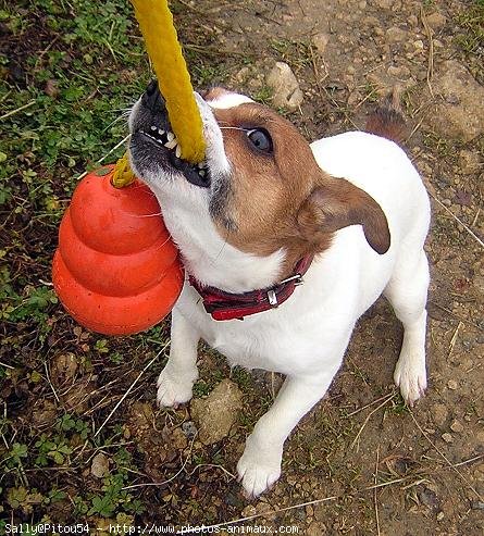 Photo de Jack russell terrier