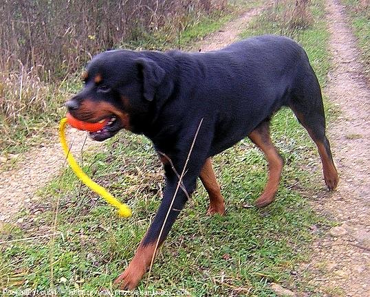 Photo de Rottweiler