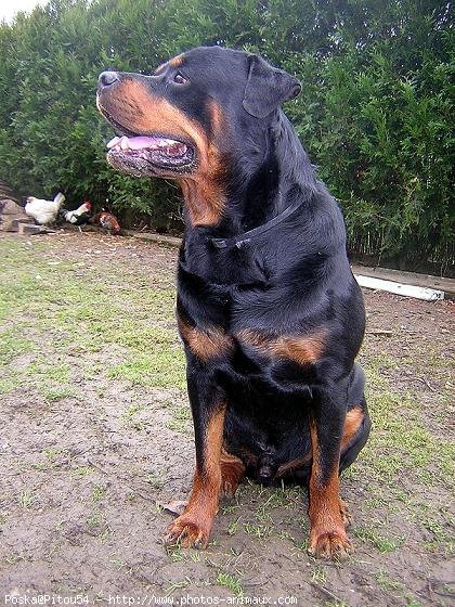 Photo de Rottweiler