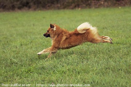 Photo d'Eurasier