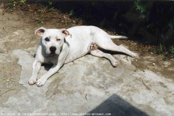 Photo de Staffordshire bull terrier