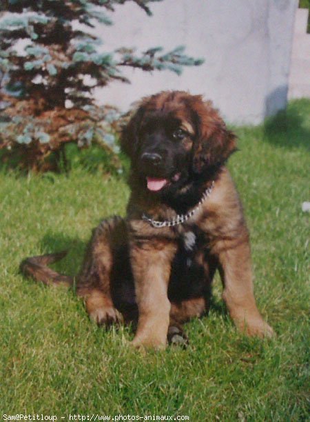 Photo de Leonberg