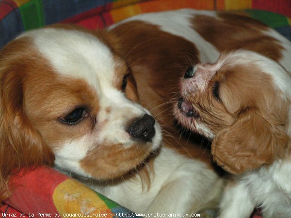 Photo de Cavalier king charles spaniel