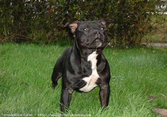 Photo de Staffordshire bull terrier