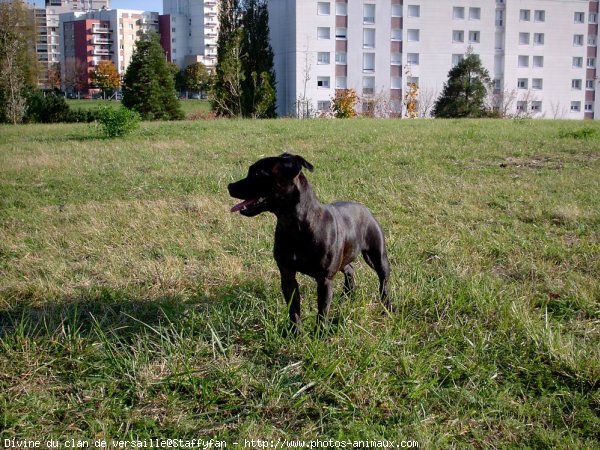 Photo de Staffordshire bull terrier