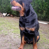 Photo de Rottweiler