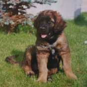 Photo de Leonberg