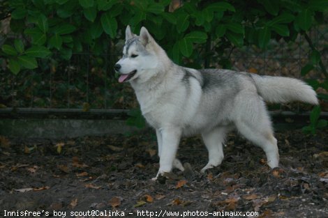 Photo de Husky siberien