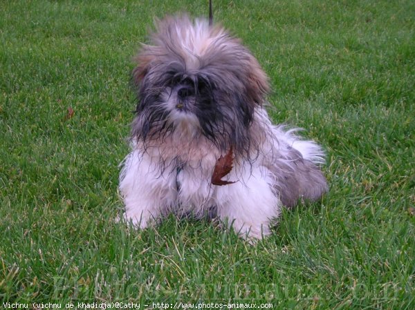 Photo de Shih tzu