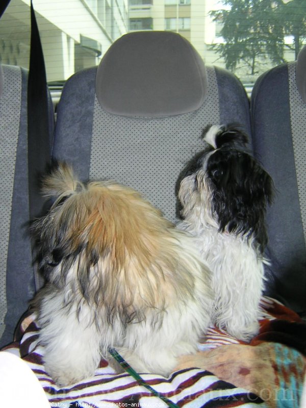 Photo de Shih tzu