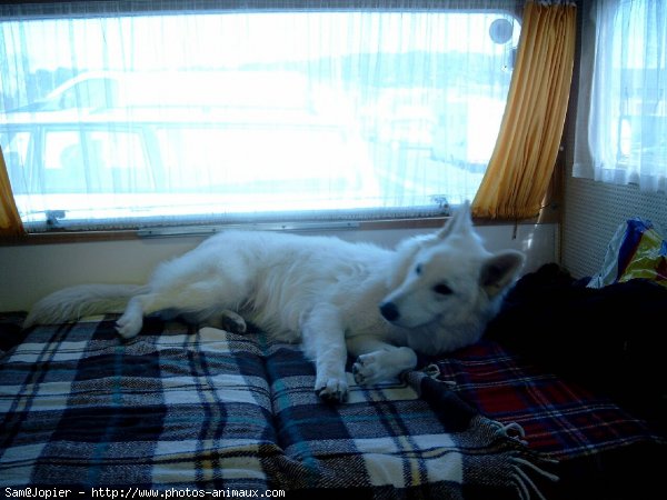 Photo de Berger blanc suisse