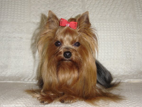 Photo de Yorkshire terrier