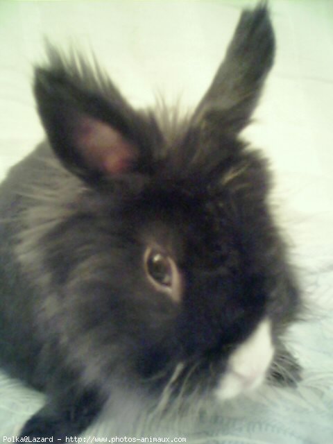 Photo de Lapin