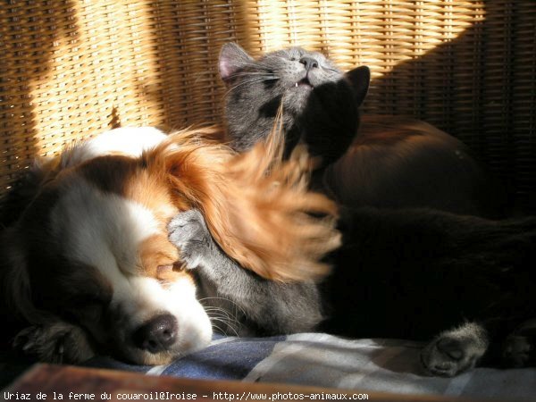 Photo de Cavalier king charles spaniel