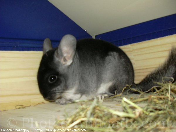 Photo de Chinchilla