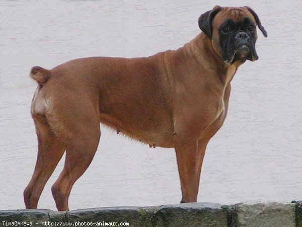 Photo de Boxer