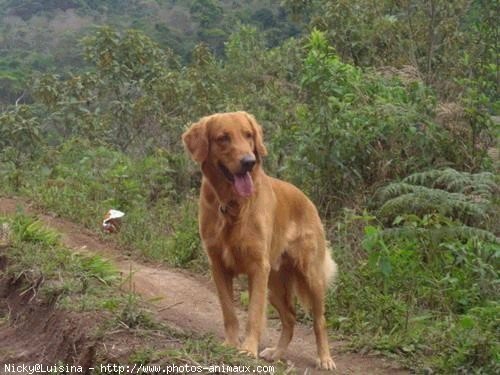 Photo de Golden retriever