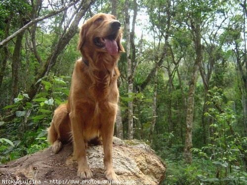 Photo de Golden retriever