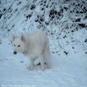 Photo de Berger blanc suisse