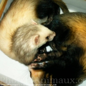 Photo de Furet