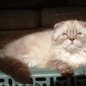 Photo de Scottish fold