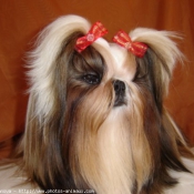 Photo de Shih tzu