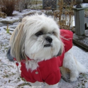 Photo de Shih tzu