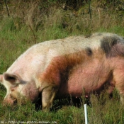 Photo de Cochon