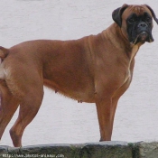 Photo de Boxer