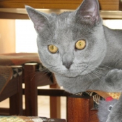 Photo de British shorthair