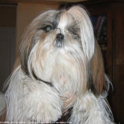 Photo de Shih tzu