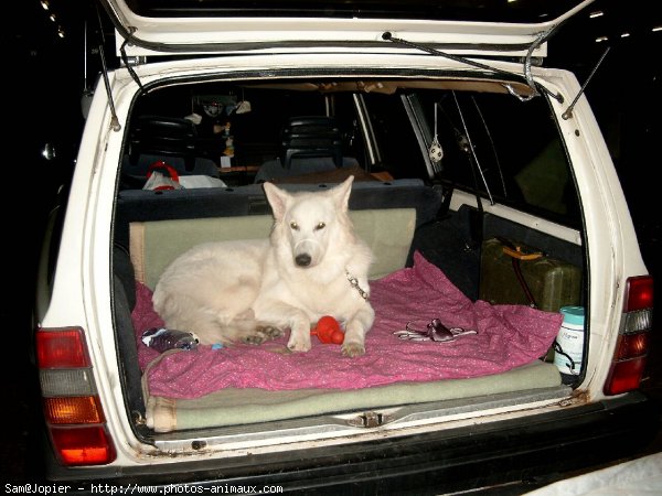 Photo de Berger blanc suisse