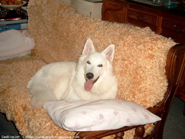 Photo de Berger blanc suisse