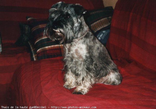 Photo de Schnauzer gant